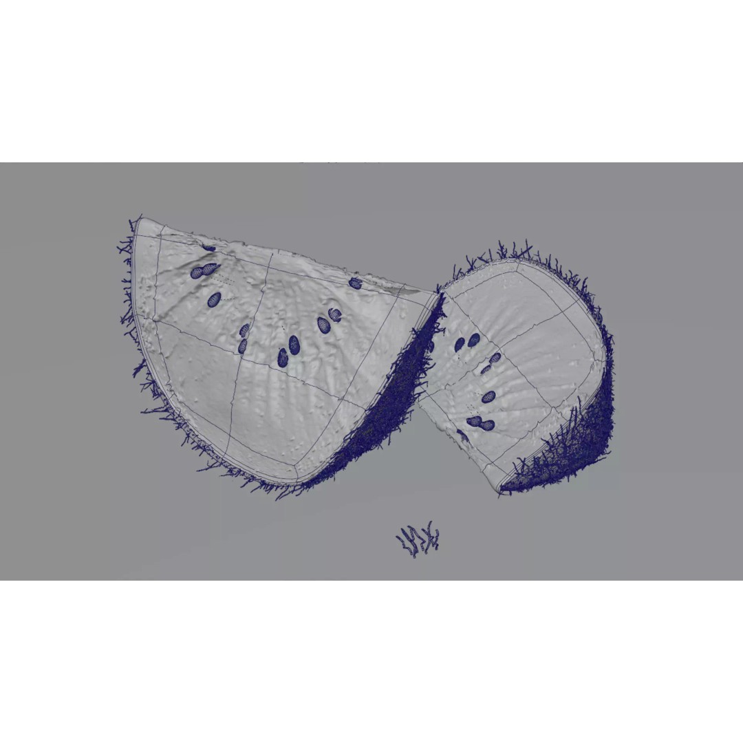Realistic Kiwi 3D Model – Low Poly Food Asset, Blender, FBX - View 22