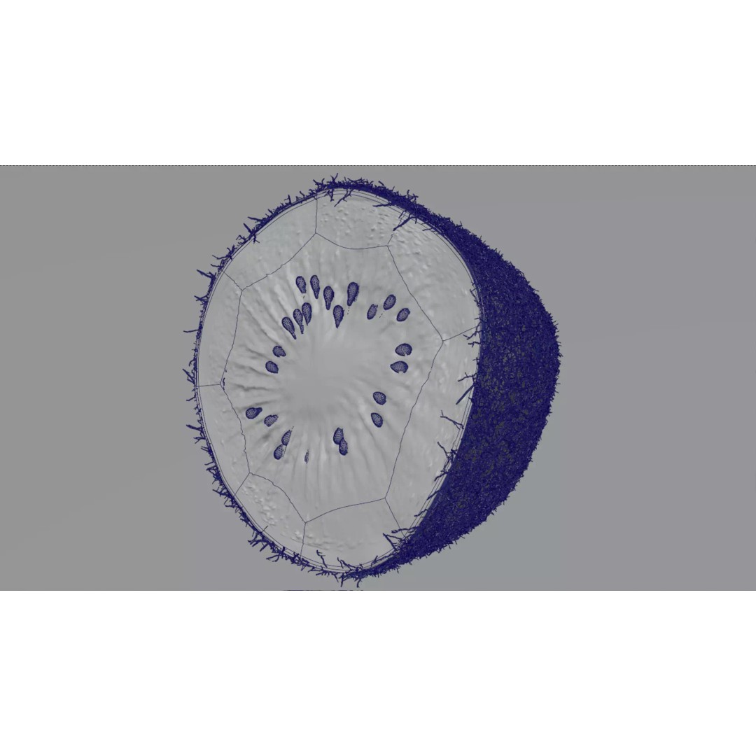 Realistic Kiwi 3D Model – Low Poly Food Asset, Blender, FBX - View 24