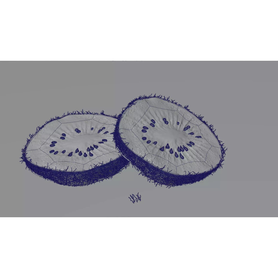 Realistic Kiwi 3D Model – Low Poly Food Asset, Blender, FBX - View 25