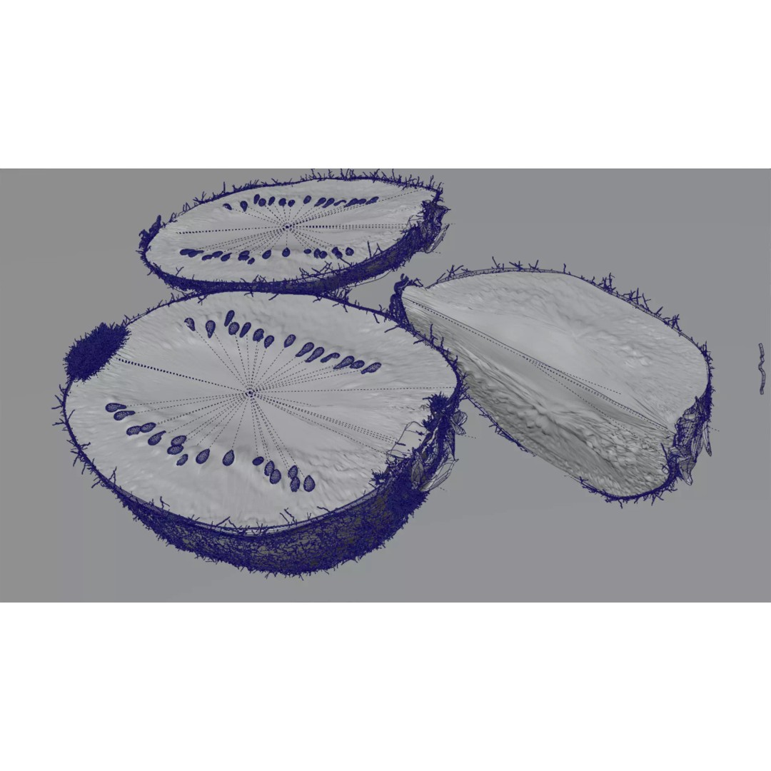 Realistic Kiwi 3D Model – Low Poly Food Asset, Blender, FBX - View 27