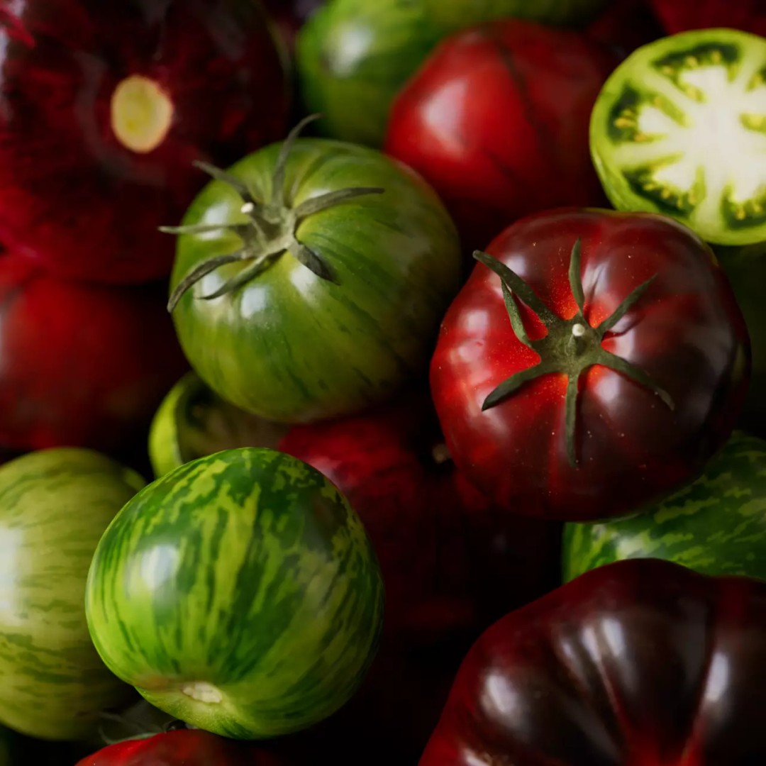 Tomatoes 3D Model – Realistic Vegetable Collection, FBX, PBR - View 2