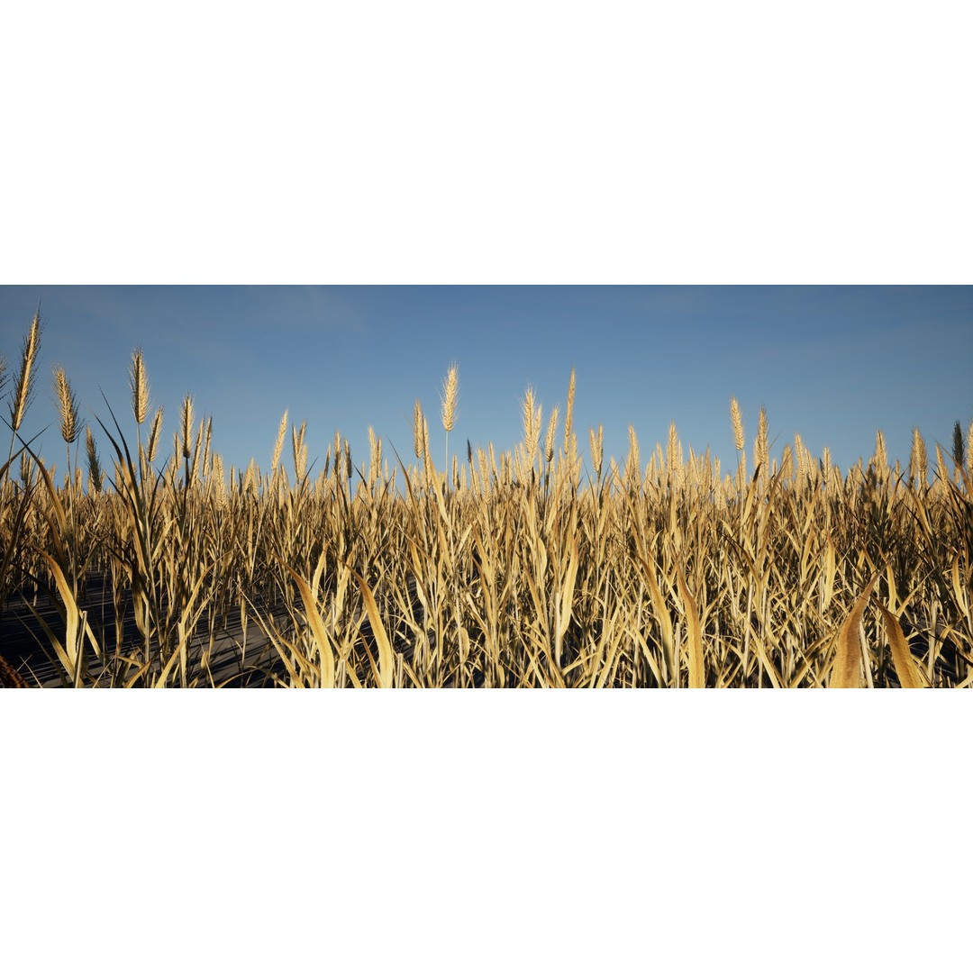 Realistic Wheat 3D Model – Low Poly PBR Asset for Unreal Engine - View 3