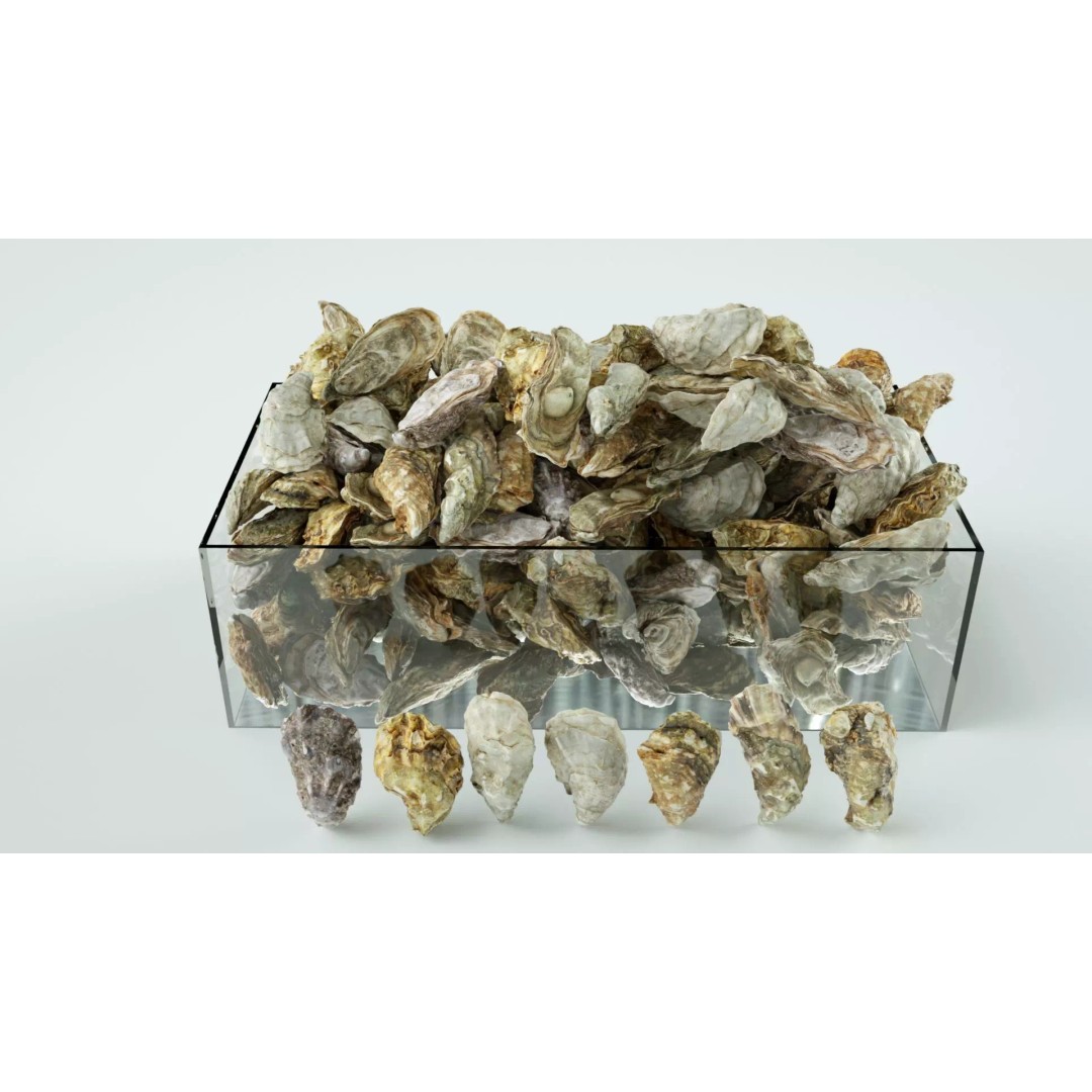 Oyster 3D Model – Mediterranean & Atlantic Styles, Game-Ready Formats - View 2