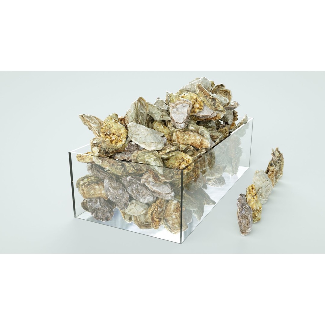 Oyster 3D Model – Mediterranean & Atlantic Styles, Game-Ready Formats - View 3