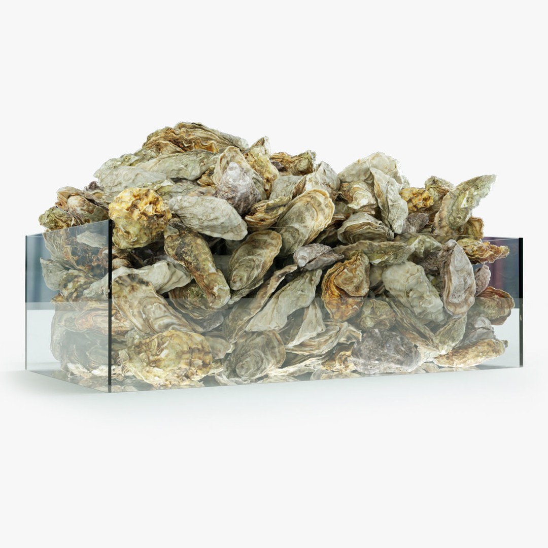 Oyster 3D Model – Mediterranean & Atlantic Styles, Game-Ready Formats - View 4