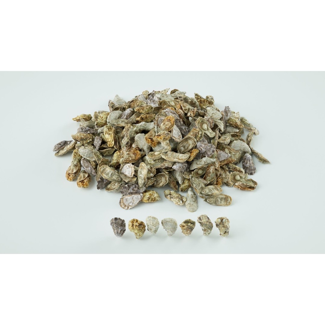Oyster 3D Model – Mediterranean & Atlantic Styles, Game-Ready Formats - View 5