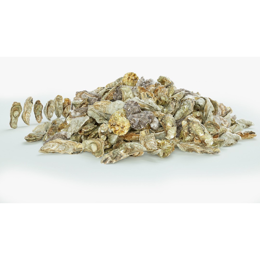 Oyster 3D Model – Mediterranean & Atlantic Styles, Game-Ready Formats - View 6