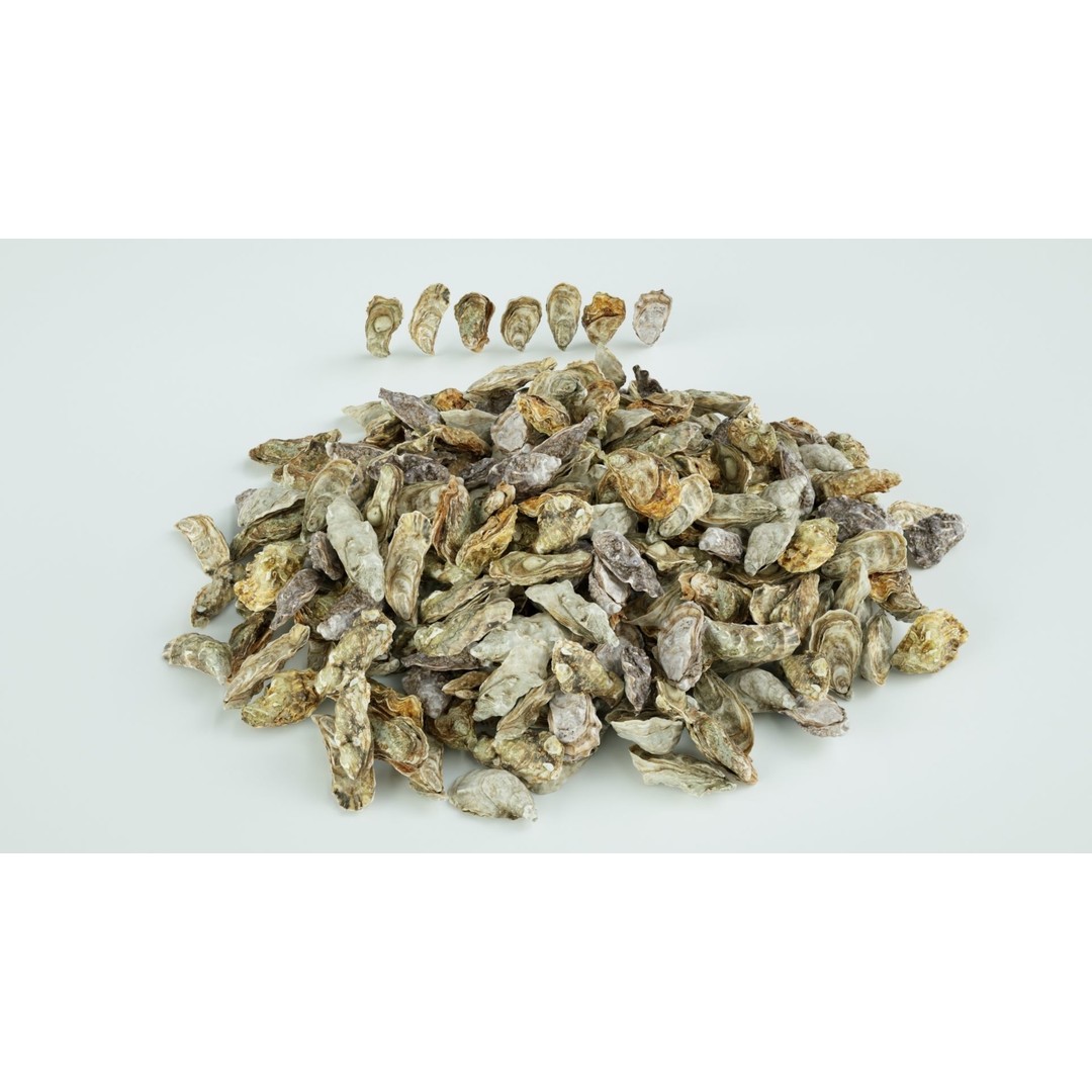 Oyster 3D Model – Mediterranean & Atlantic Styles, Game-Ready Formats - View 7