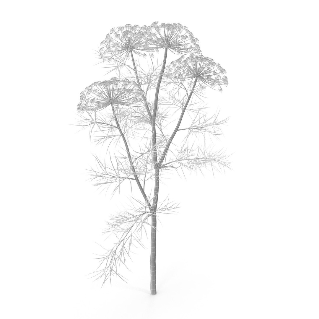 Dill Plant 3D Model – Photorealistic PBR Asset for Rendering