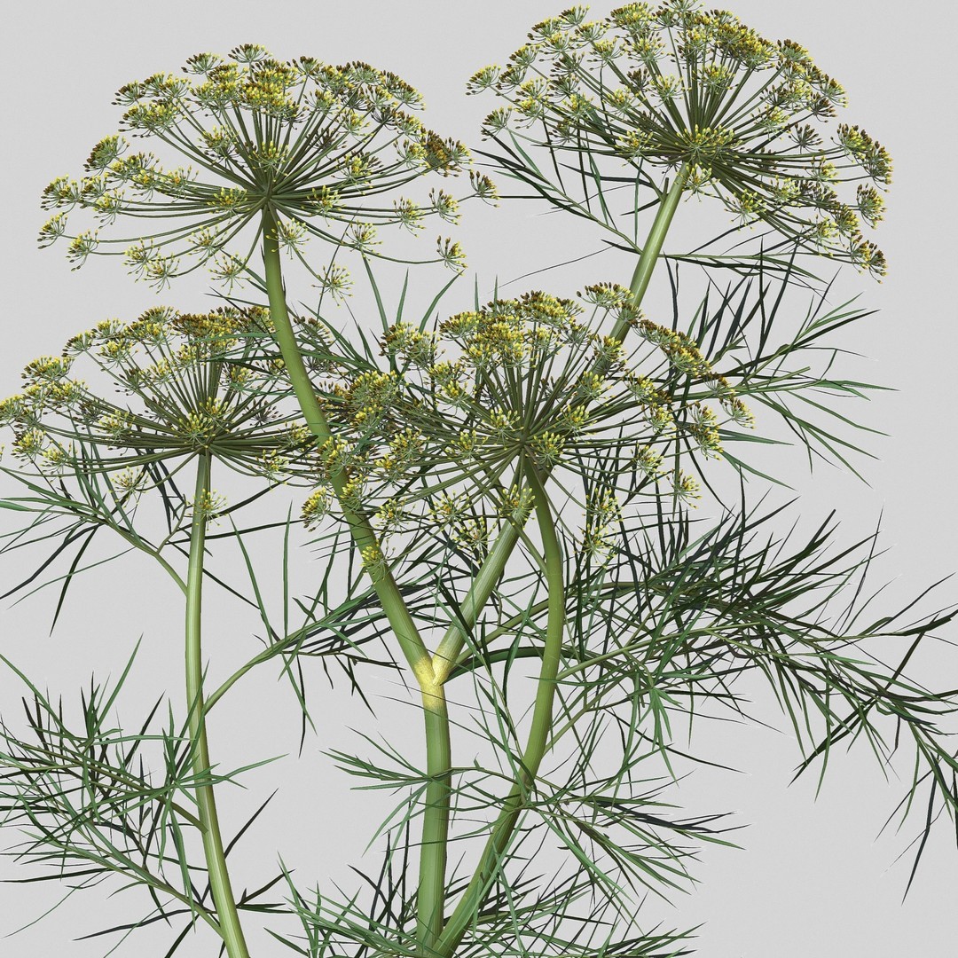 Dill Plant 3D Model – Photorealistic PBR Asset for Rendering - View 10