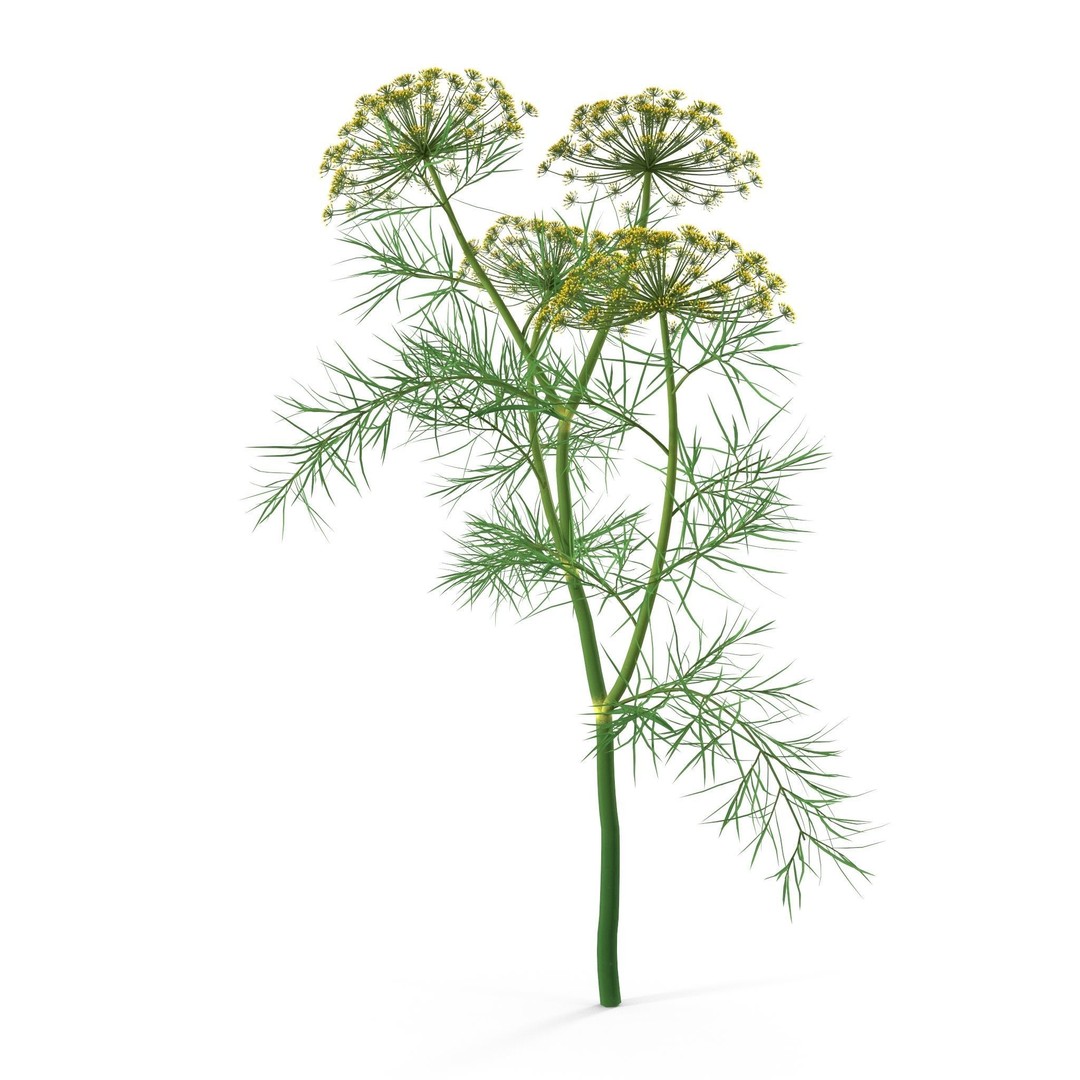 Dill Plant 3D Model – Photorealistic PBR Asset for Rendering - View 11