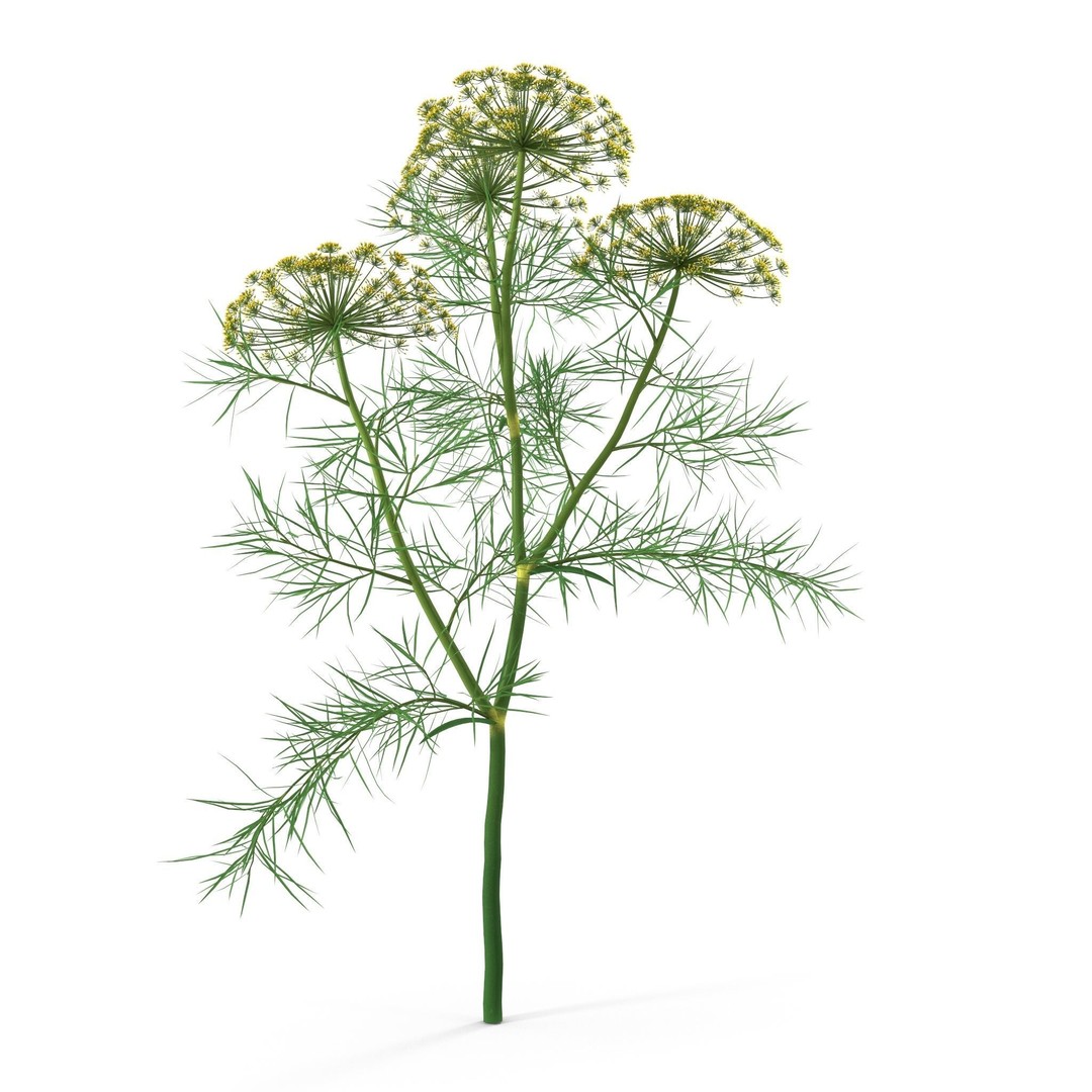 Dill Plant 3D Model – Photorealistic PBR Asset for Rendering - View 12