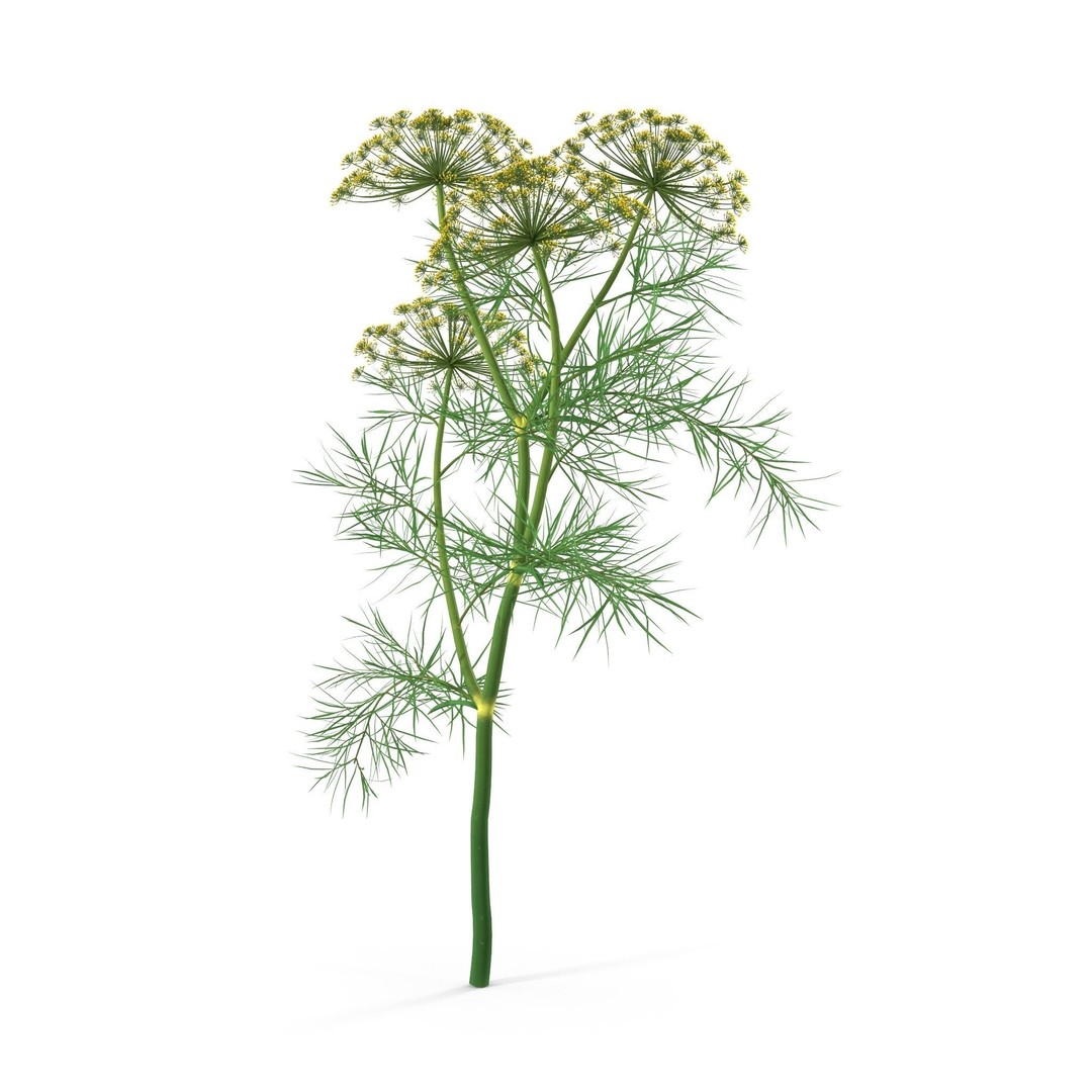 Dill Plant 3D Model – Photorealistic PBR Asset for Rendering - View 13