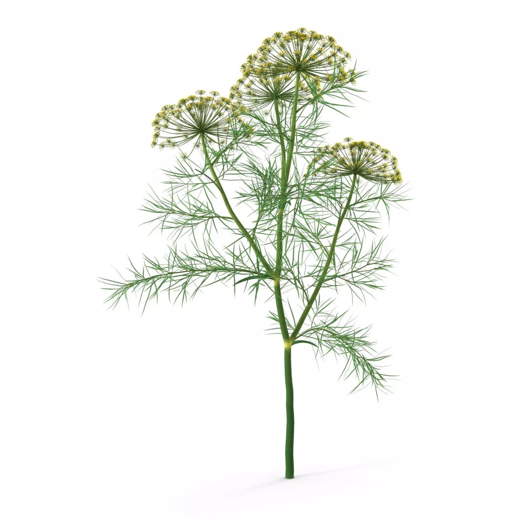 Dill Plant 3D Model – Photorealistic PBR Asset for Rendering - View 2