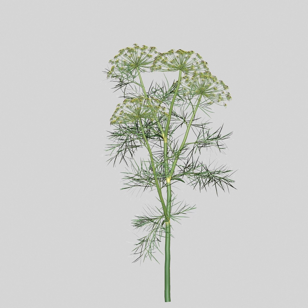 Dill Plant 3D Model – Photorealistic PBR Asset for Rendering - View 3