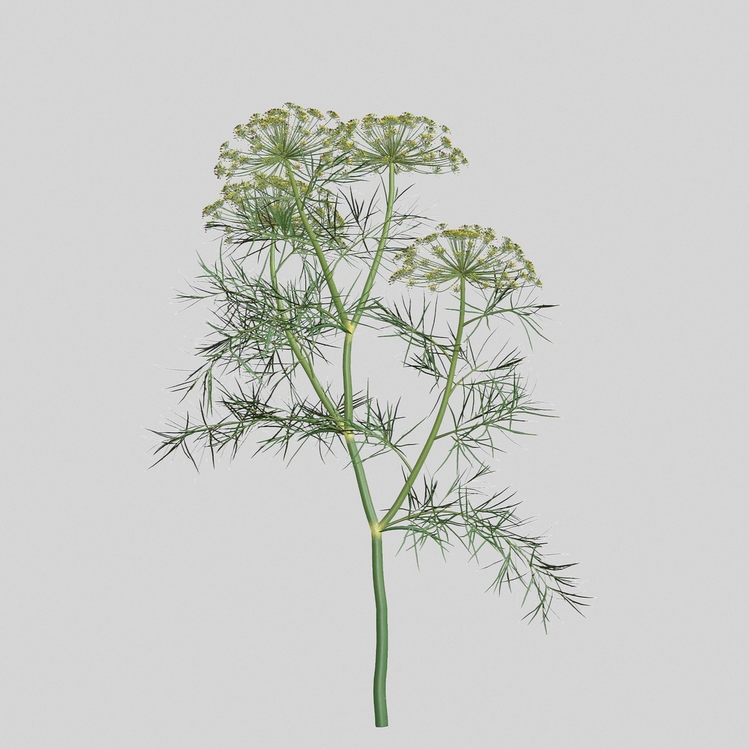 Dill Plant 3D Model – Photorealistic PBR Asset for Rendering - View 4