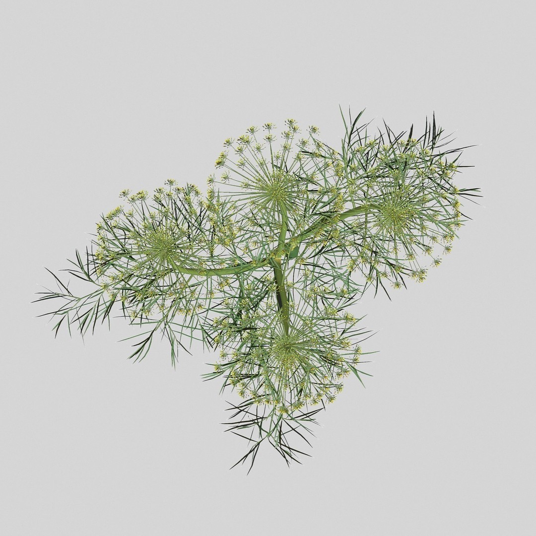 Dill Plant 3D Model – Photorealistic PBR Asset for Rendering - View 5