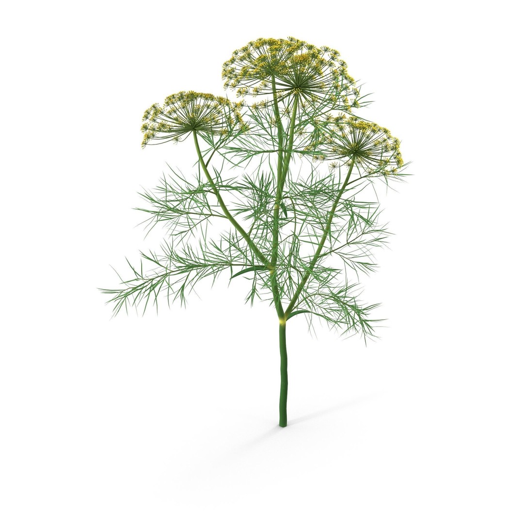 Dill Plant 3D Model – Photorealistic PBR Asset for Rendering - View 6