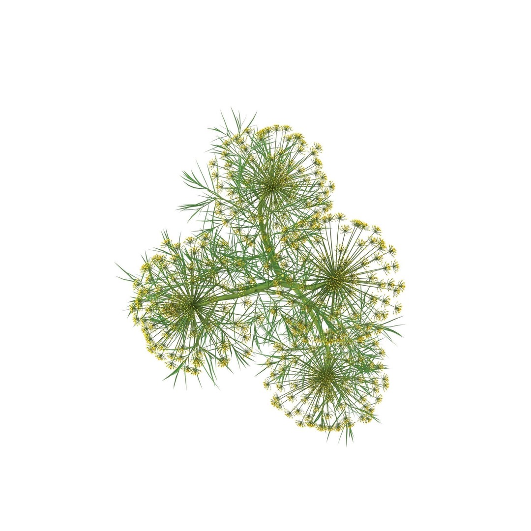 Dill Plant 3D Model – Photorealistic PBR Asset for Rendering - View 7