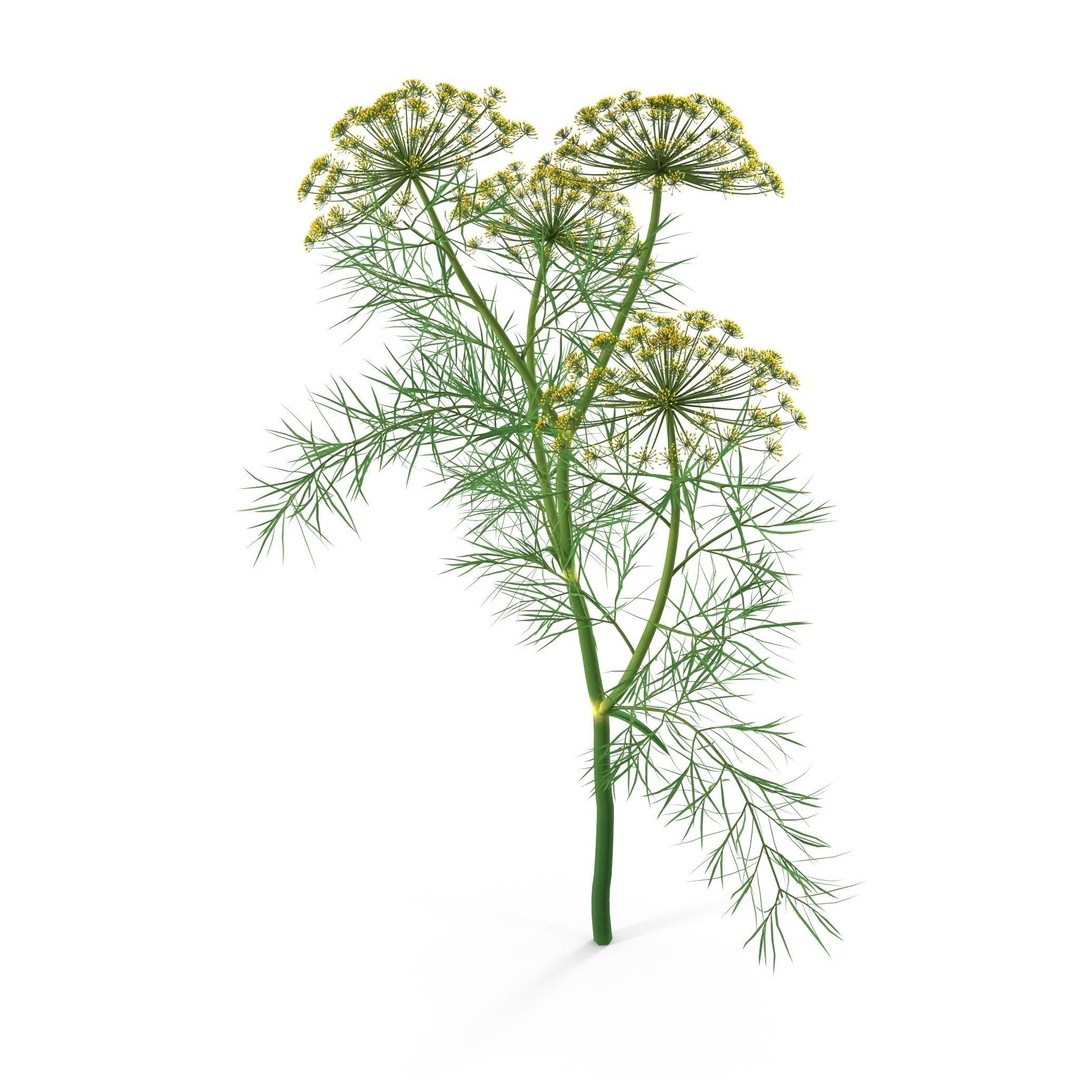 Dill Plant 3D Model – Photorealistic PBR Asset for Rendering - View 8