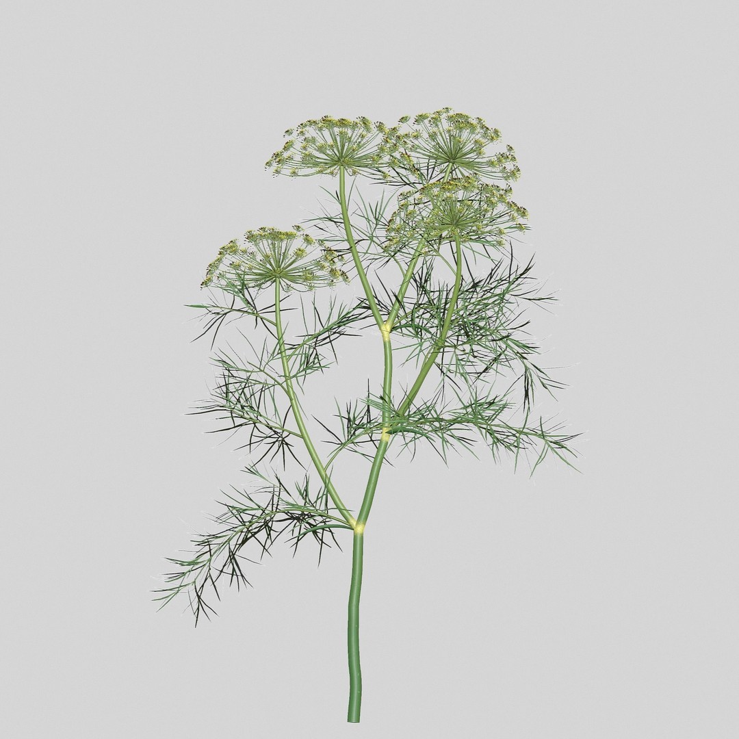 Dill Plant 3D Model – Photorealistic PBR Asset for Rendering - View 9