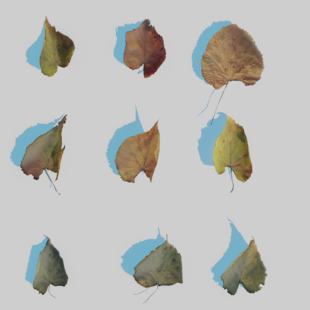 Dry Leaves 3D Model – Realistic Plant Asset, PBR Textures, FBX, OBJ - View 15