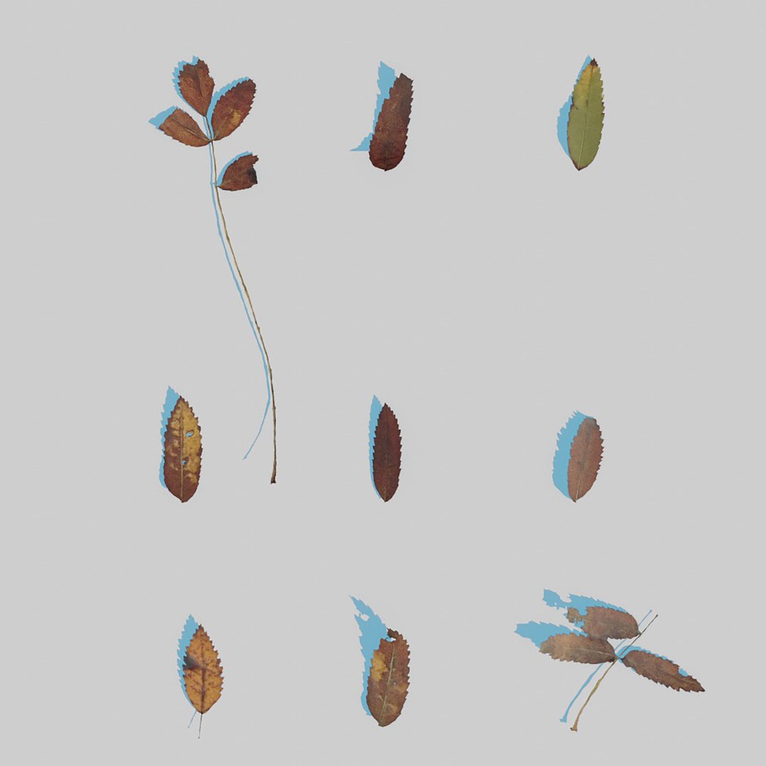 Dry Leaves 3D Model – Realistic Plant Asset, PBR Textures, FBX, OBJ - View 23