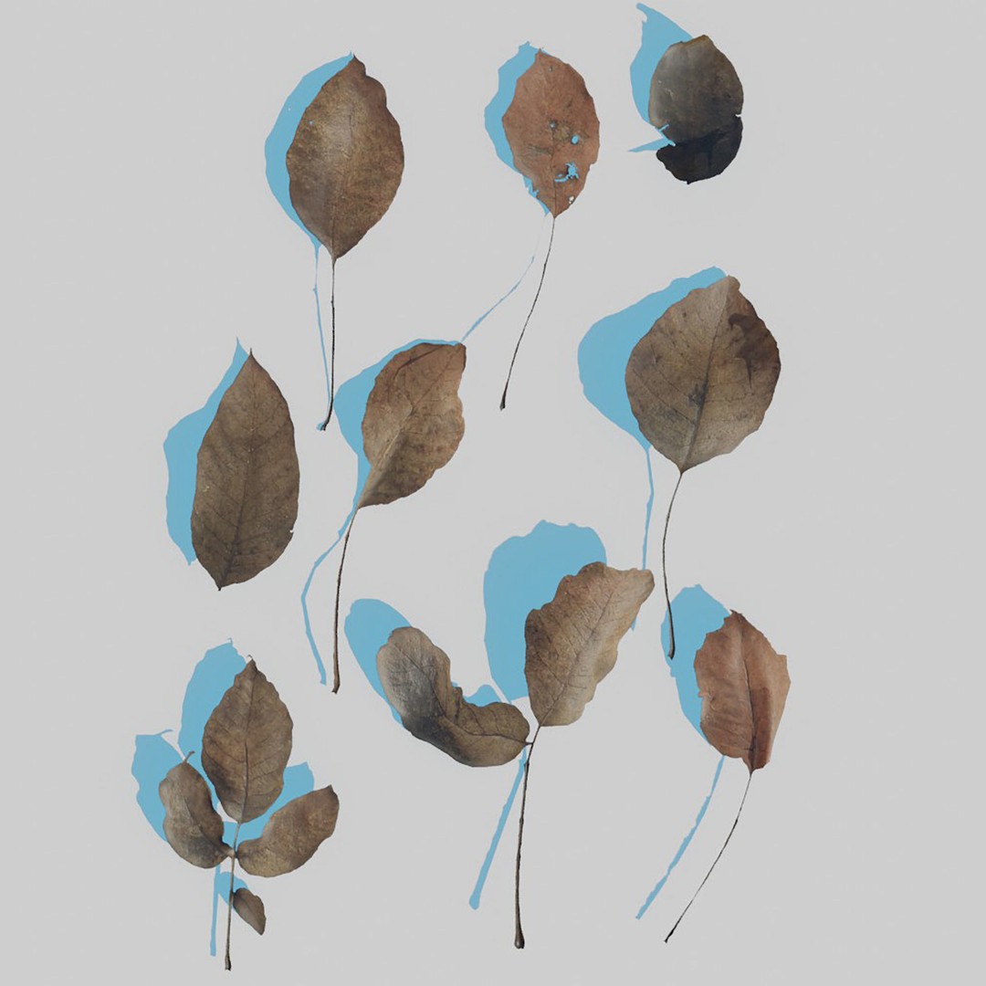 Dry Leaves 3D Model – Realistic Plant Asset, PBR Textures, FBX, OBJ - View 25