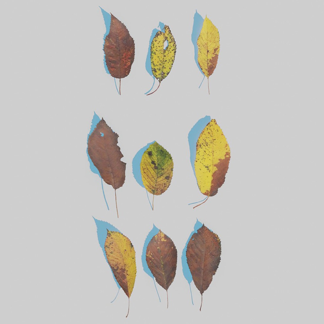 Dry Leaves 3D Model – Realistic Plant Asset, PBR Textures, FBX, OBJ - View 29