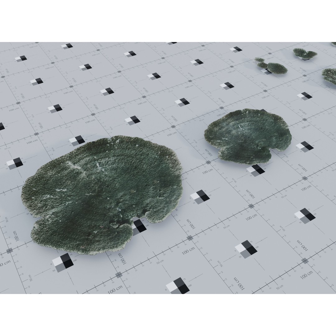 Marine Biome 3D Model – Low Poly Underwater Assets, FBX & Blender - View 10