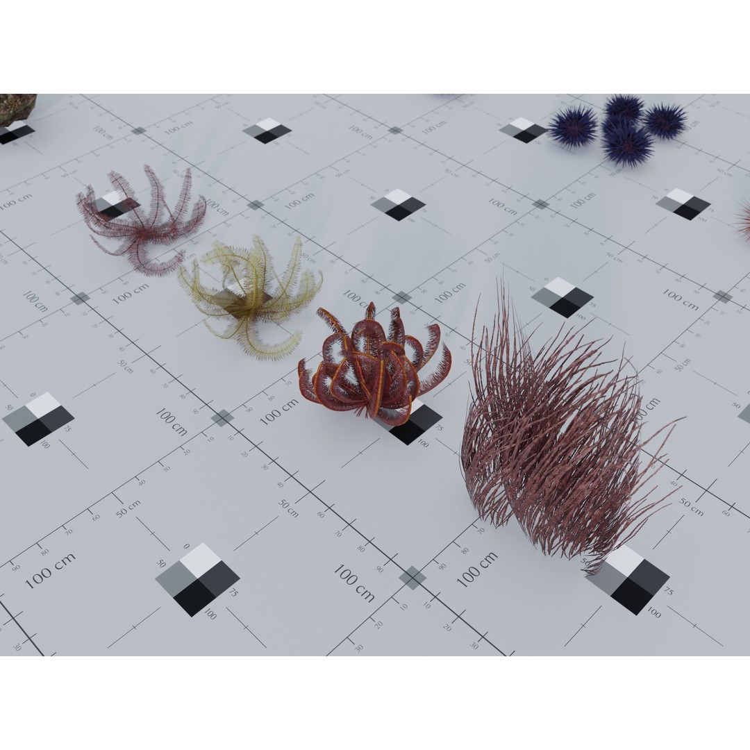 Marine Biome 3D Model – Low Poly Underwater Assets, FBX & Blender - View 13