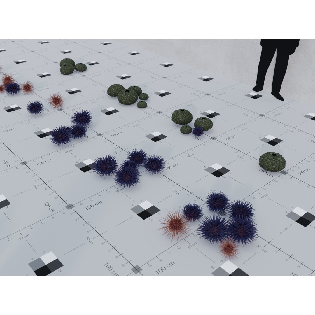 Marine Biome 3D Model – Low Poly Underwater Assets, FBX & Blender - View 15