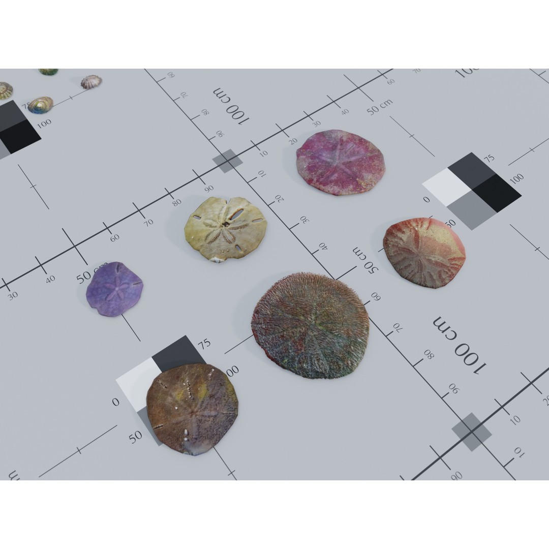 Marine Biome 3D Model – Low Poly Underwater Assets, FBX & Blender - View 18