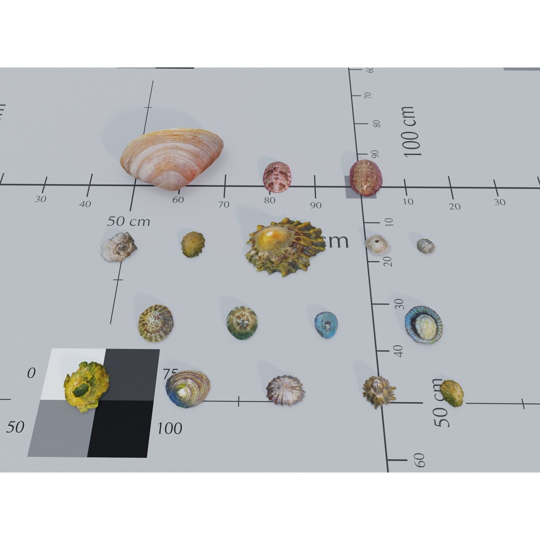 Marine Biome 3D Model – Low Poly Underwater Assets, FBX & Blender - View 19