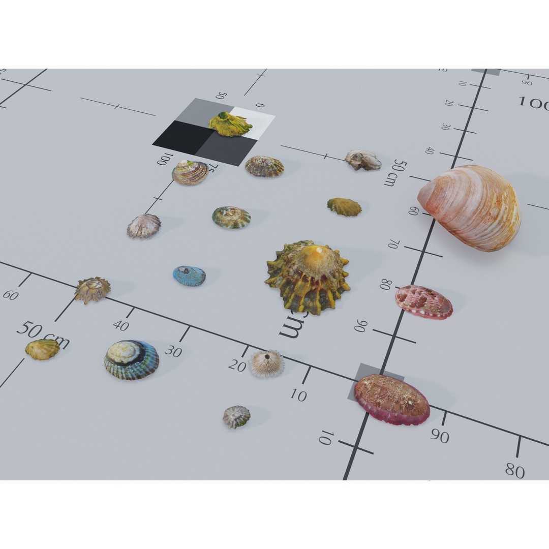 Marine Biome 3D Model – Low Poly Underwater Assets, FBX & Blender - View 20