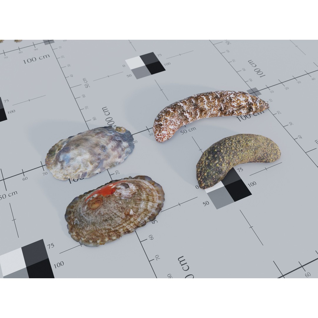 Marine Biome 3D Model – Low Poly Underwater Assets, FBX & Blender - View 21