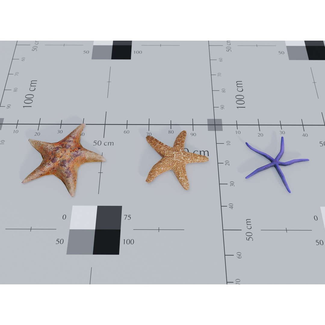 Marine Biome 3D Model – Low Poly Underwater Assets, FBX & Blender - View 22