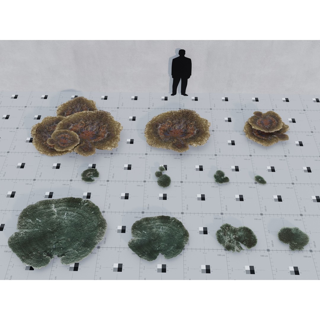 Marine Biome 3D Model – Low Poly Underwater Assets, FBX & Blender - View 6