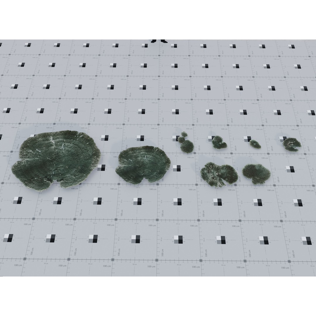 Marine Biome 3D Model – Low Poly Underwater Assets, FBX & Blender - View 9