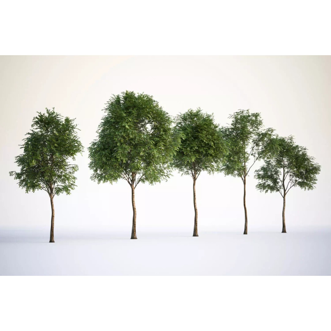 Tall Trees 3D Model – Realistic Round Crown Design for Archviz - View 2