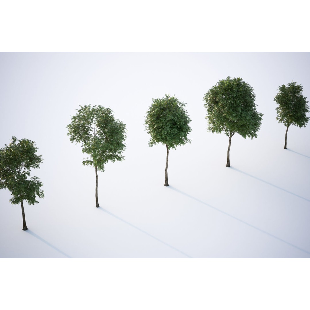 Tall Trees 3D Model – Realistic Round Crown Design for Archviz - View 4
