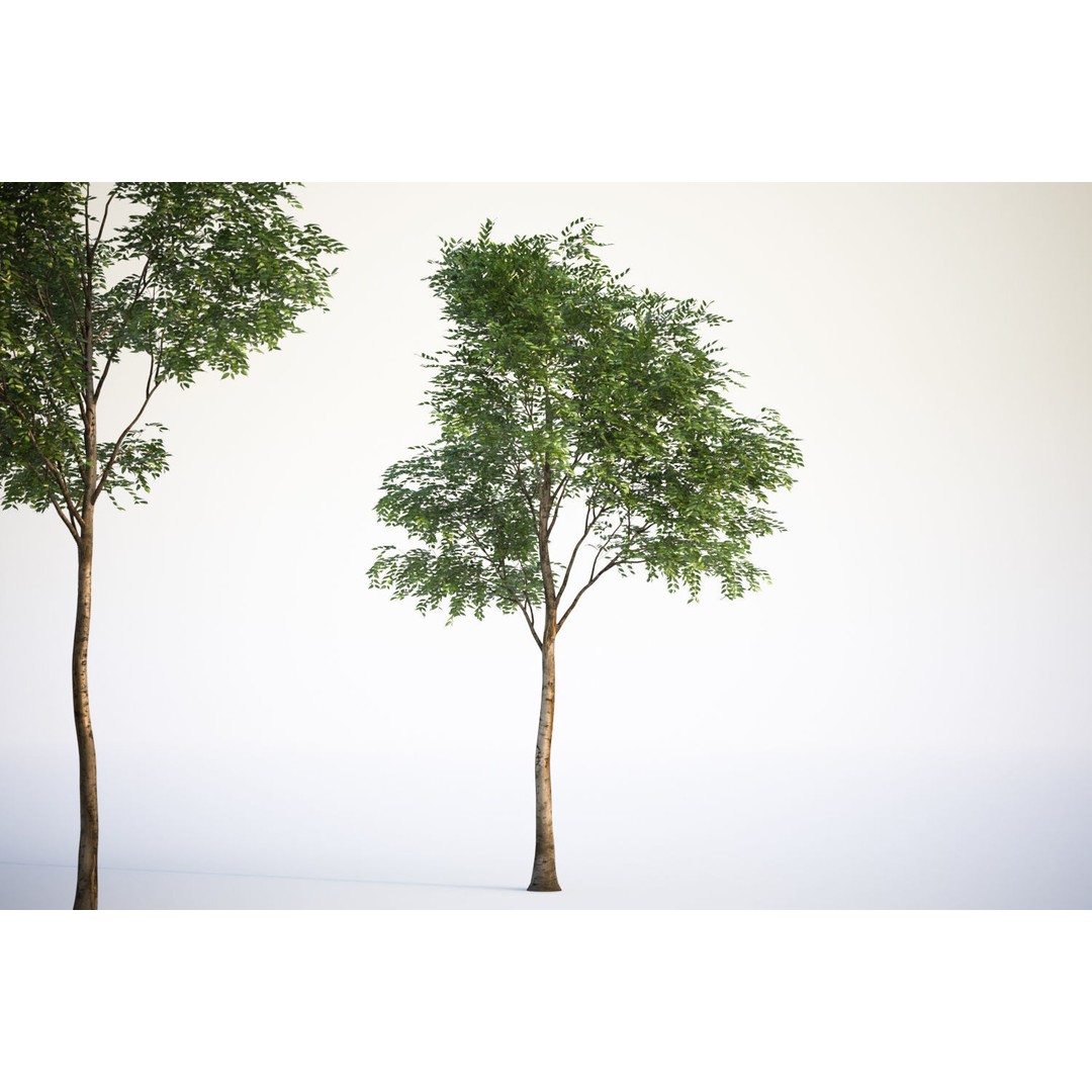 Tall Trees 3D Model – Realistic Round Crown Design for Archviz - View 5