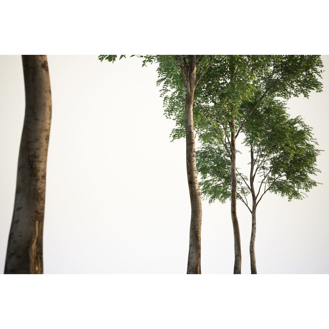 Tall Trees 3D Model – Realistic Round Crown Design for Archviz - View 6