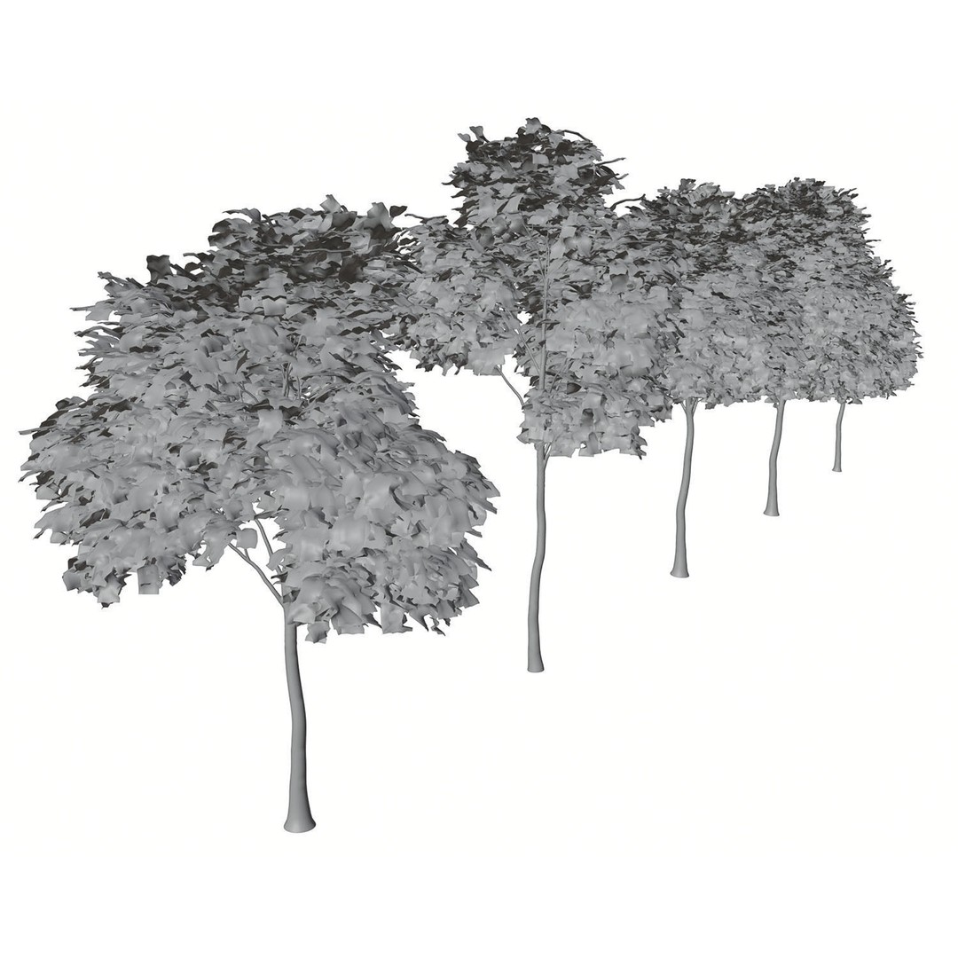 Tall Trees 3D Model – Realistic Round Crown Design for Archviz - View 7