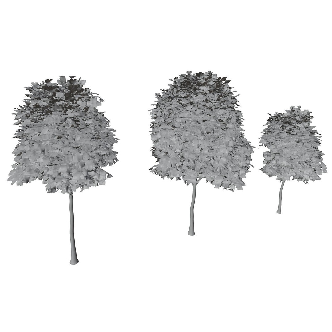 Tall Trees 3D Model – Realistic Round Crown Design for Archviz - View 8