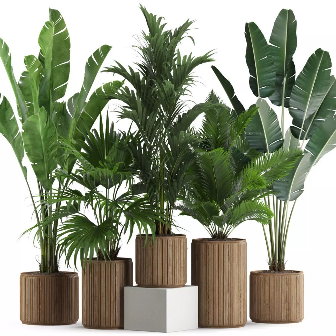 Plants Collection 539 3D Model – High Quality Pot Plants, FBX, OBJ - View 2