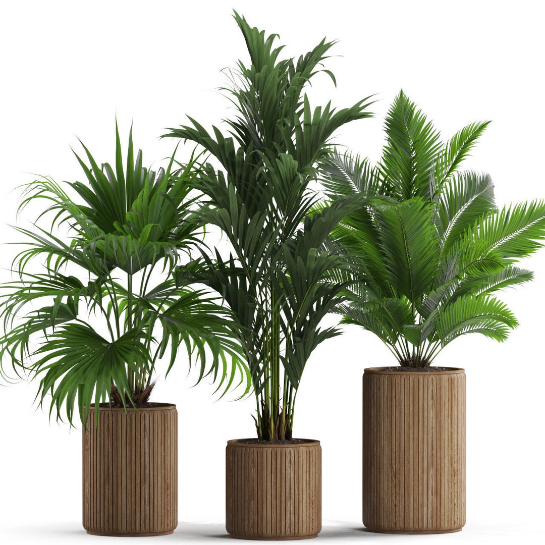 Plants Collection 539 3D Model – High Quality Pot Plants, FBX, OBJ - View 3
