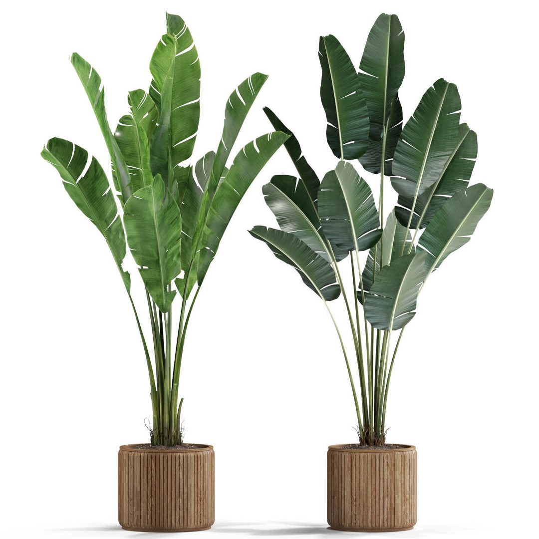 Plants Collection 539 3D Model – High Quality Pot Plants, FBX, OBJ - View 4