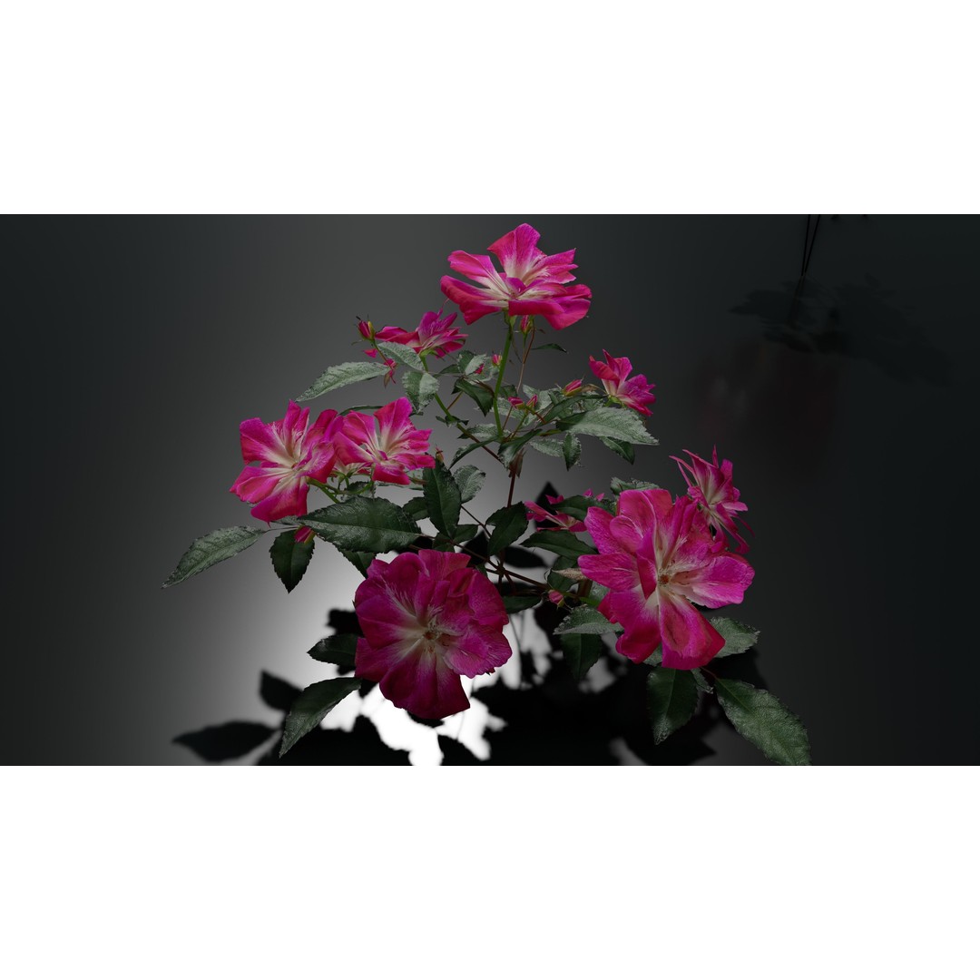 Pink Rose 3D Model – Low Poly Game Asset, PBR Textures, Blender, FBX - View 10