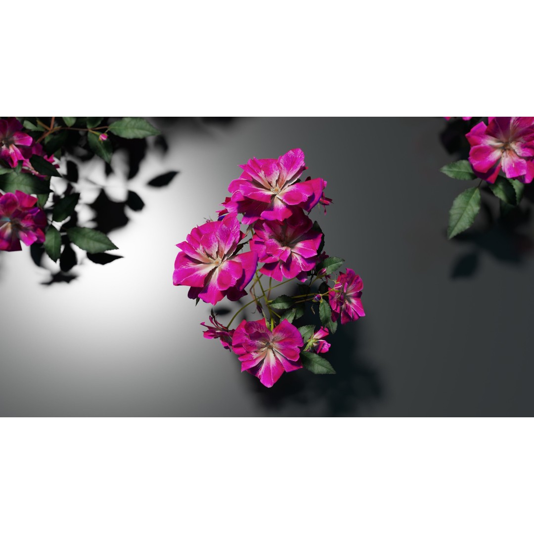Pink Rose 3D Model – Low Poly Game Asset, PBR Textures, Blender, FBX - View 4